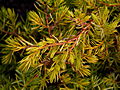 Juniperus conferta All Gold IMG_1388 Jałowiec pospolity